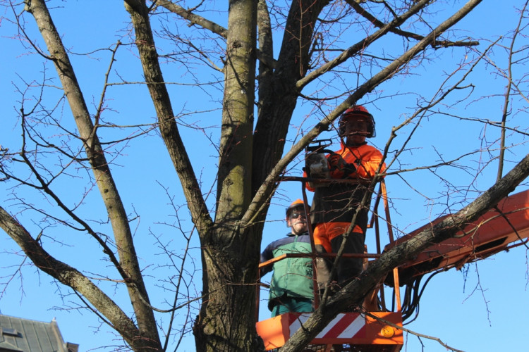 Kácení lip na Masarykově náměstí