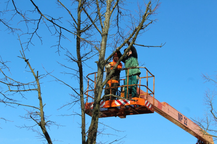 Kácení lip na Masarykově náměstí