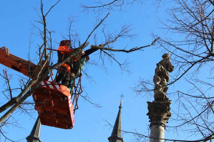 Kácení lip na Masarykově náměstí