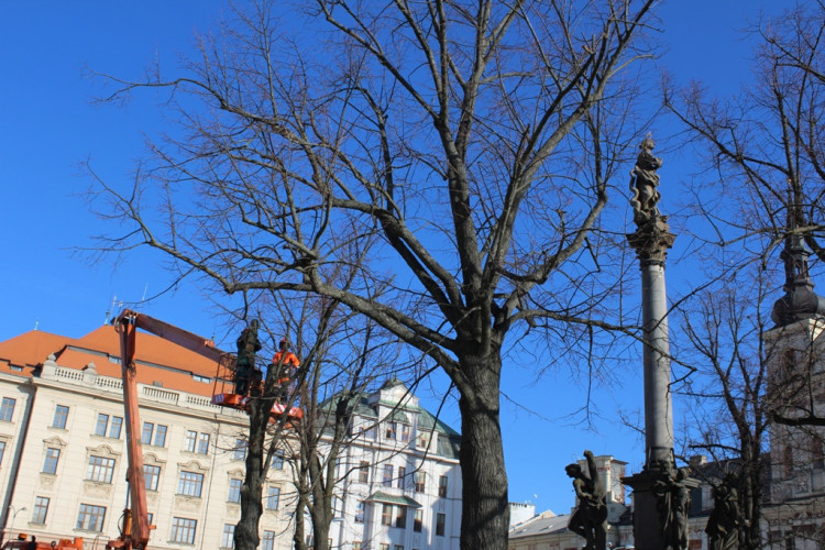 Kácení lip na Masarykově náměstí