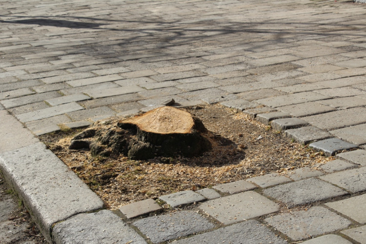 Kácení lip na Masarykově náměstí