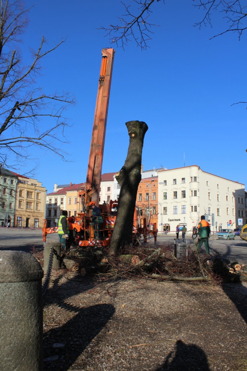 Kácení lip na Masarykově náměstí