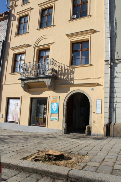 Kácení lip na Masarykově náměstí