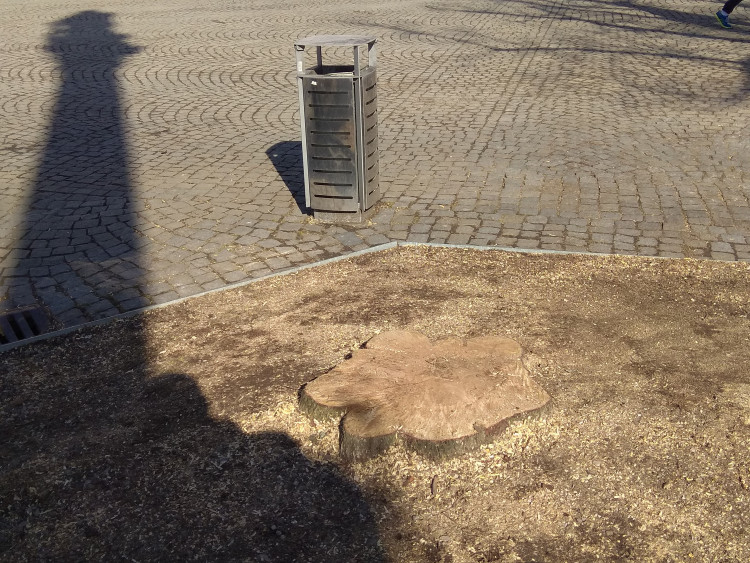 Kácení lip na Masarykově náměstí