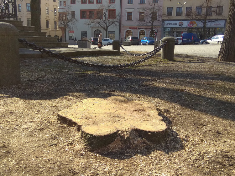Kácení lip na Masarykově náměstí