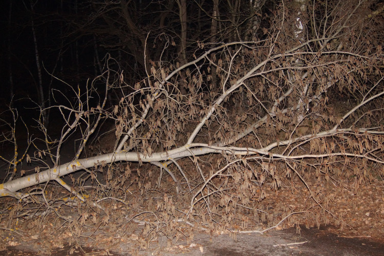 Vítr lámal stromy, hasiči se nezastavili