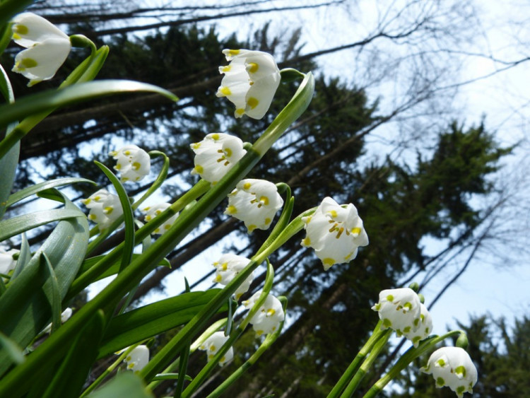 Bleduliště Jechovec