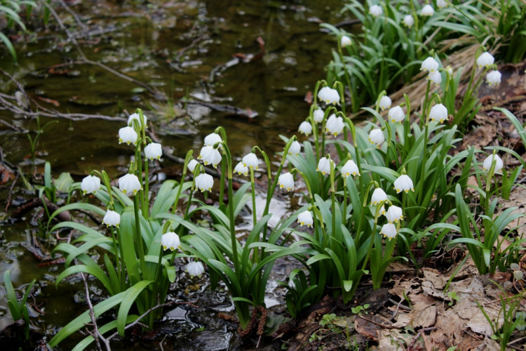 Bleduliště Jechovec
