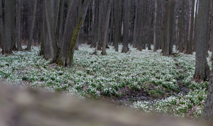 Bleduliště Jechovec