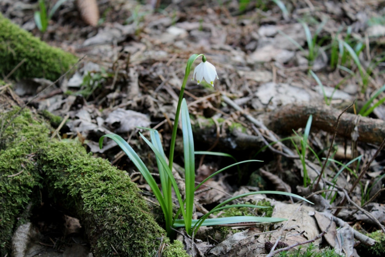 Bleduliště Jechovec