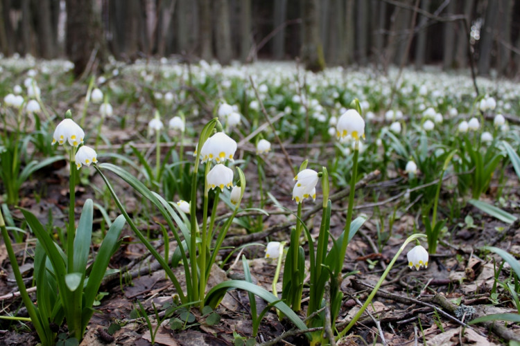 Bleduliště Jechovec