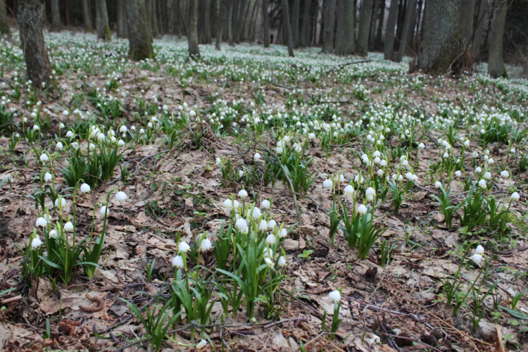 Bleduliště Jechovec