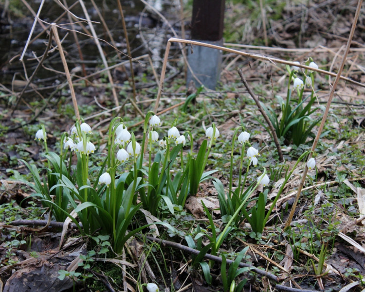 Bleduliště Jechovec