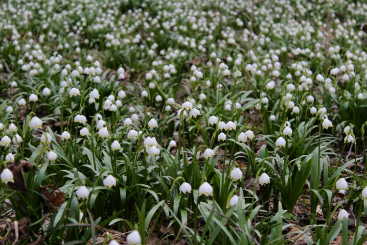 Bleduliště Jechovec