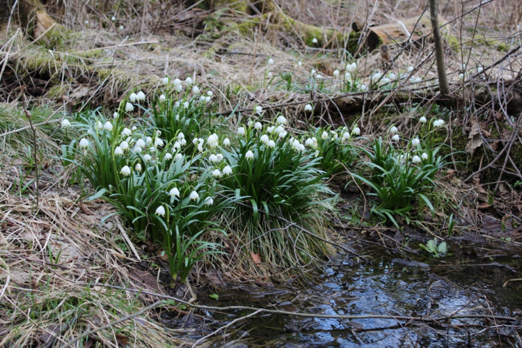 Bleduliště Jechovec