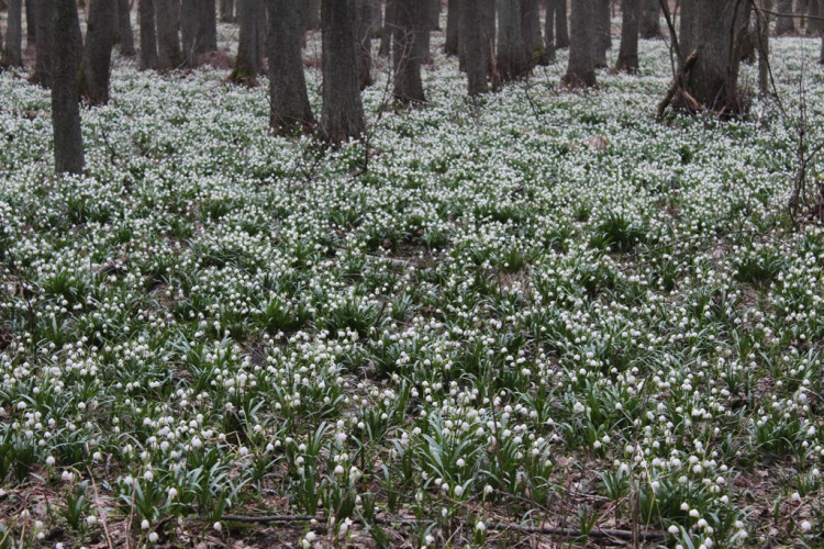 Bleduliště Jechovec