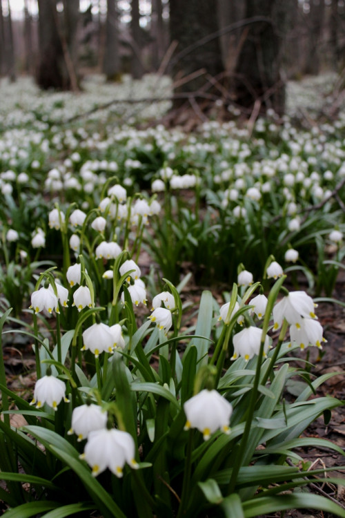 Bleduliště Jechovec