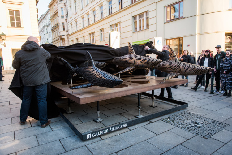 Žraloci obsadili Šilingrák, autor: Tomáš Hrivňák