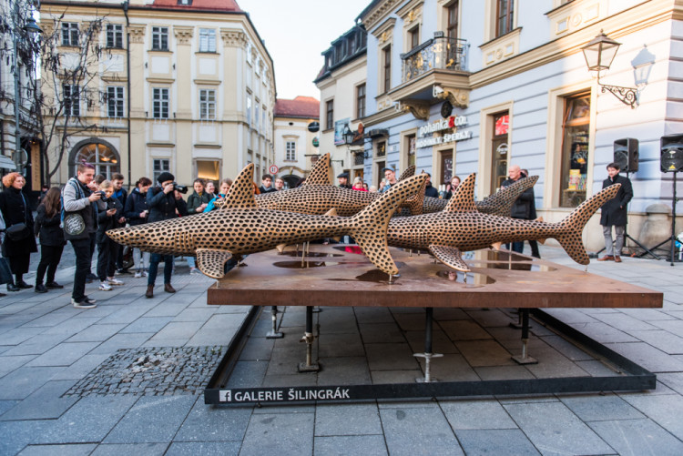 Žraloci obsadili Šilingrák, autor: Tomáš Hrivňák
