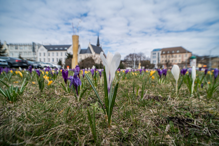 Jaro na Českobudějovicku