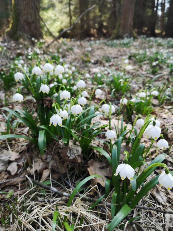 Jaro na Českobudějovicku