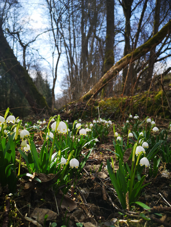Jaro na Českobudějovicku