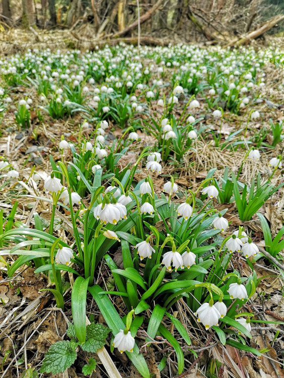 Jaro na Českobudějovicku