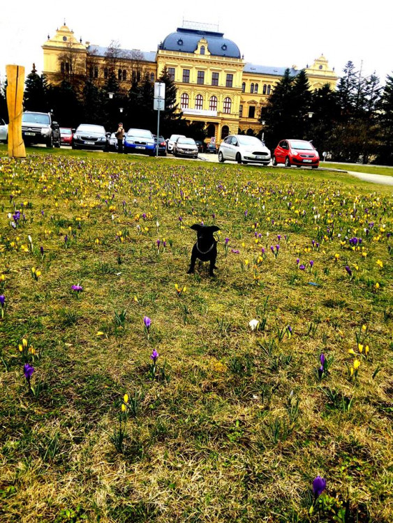 Jaro na Českobudějovicku. Foto: Hela Jirousková - Táchová