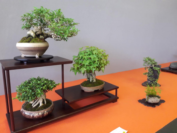 Jarní Flora Olomouc