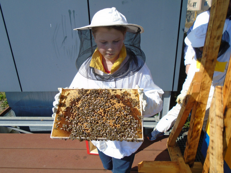 Včely na střeše Cityparku