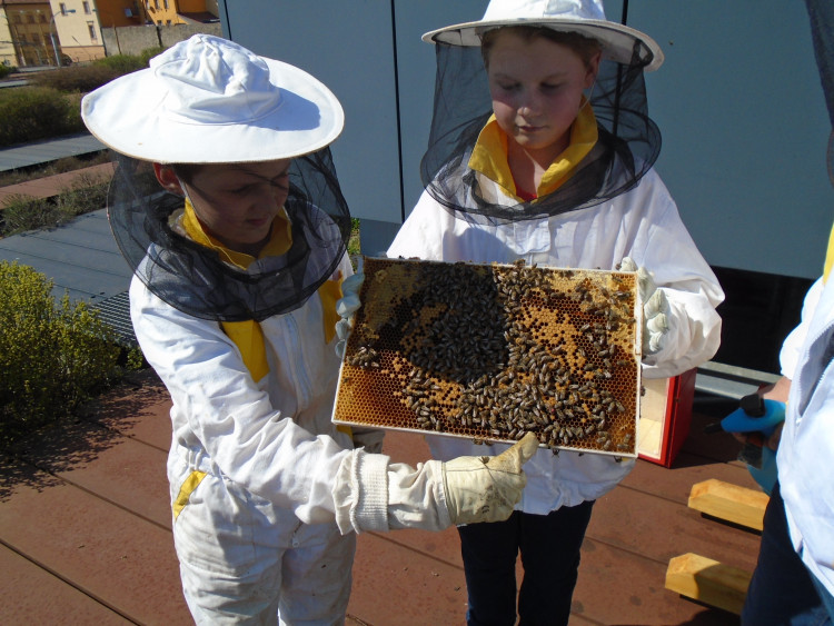 Včely na střeše Cityparku