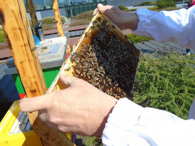 Včely na střeše Cityparku