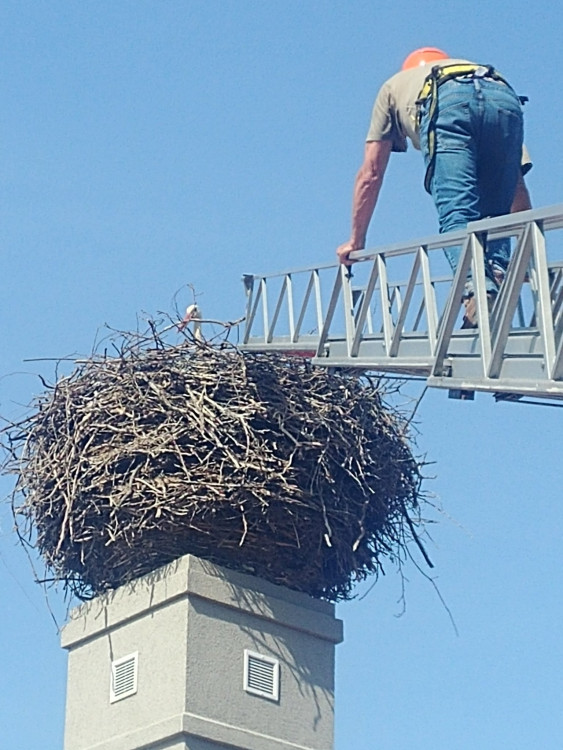 Kroužkování čápů