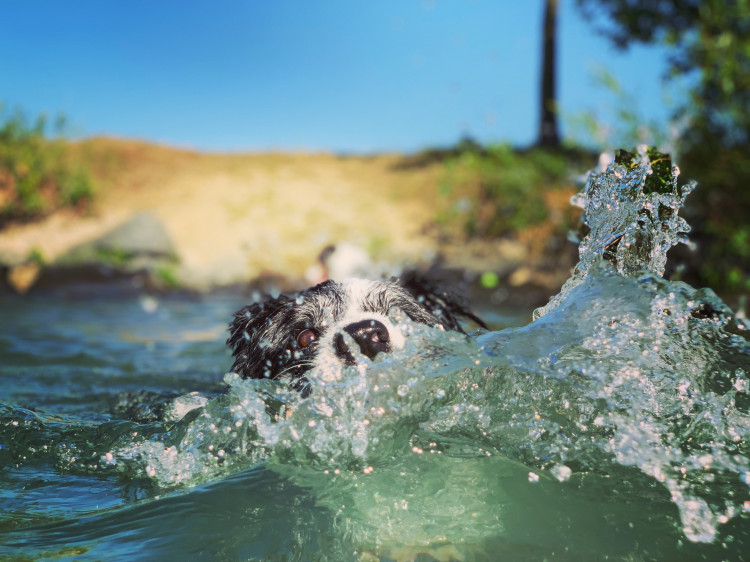 Letní soutěž o plecháček. Hlasujte!