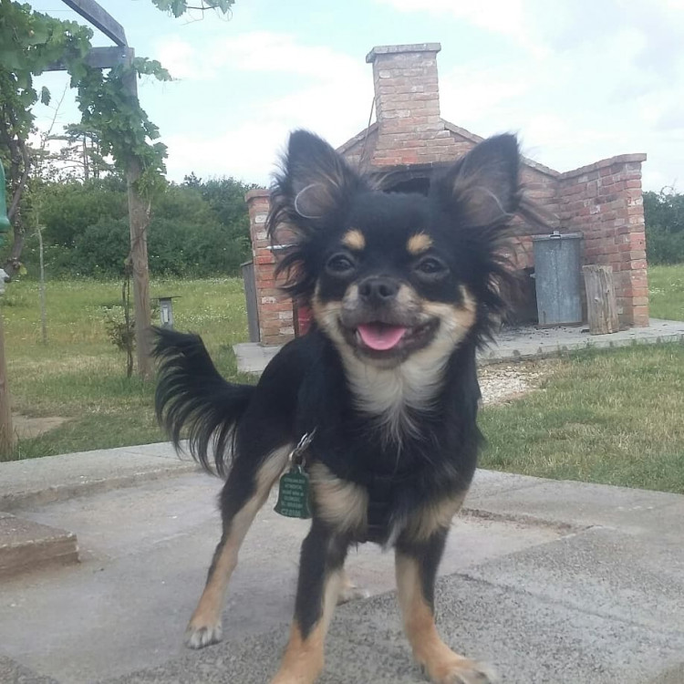 Letní soutěž o plecháček. Hlasujte!