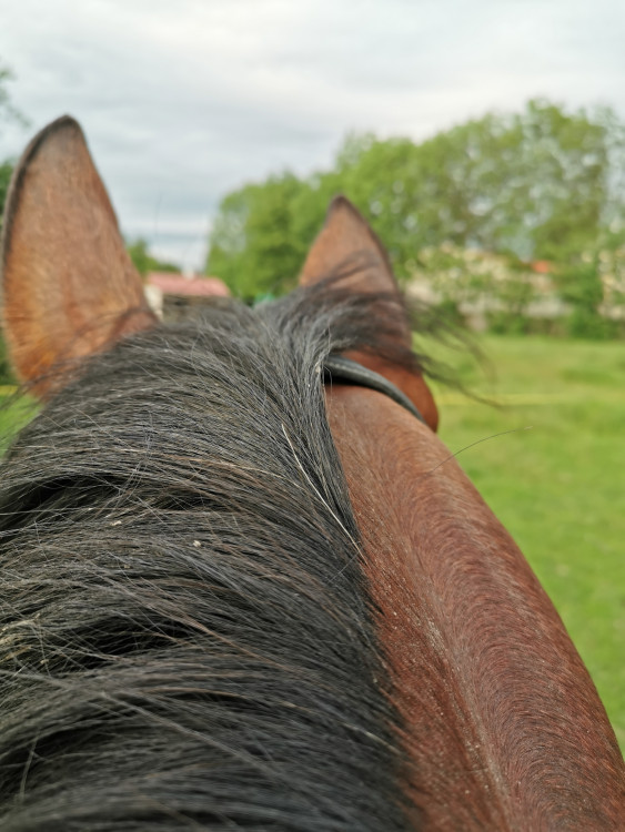 Letní soutěž o plecháček. Hlasujte!