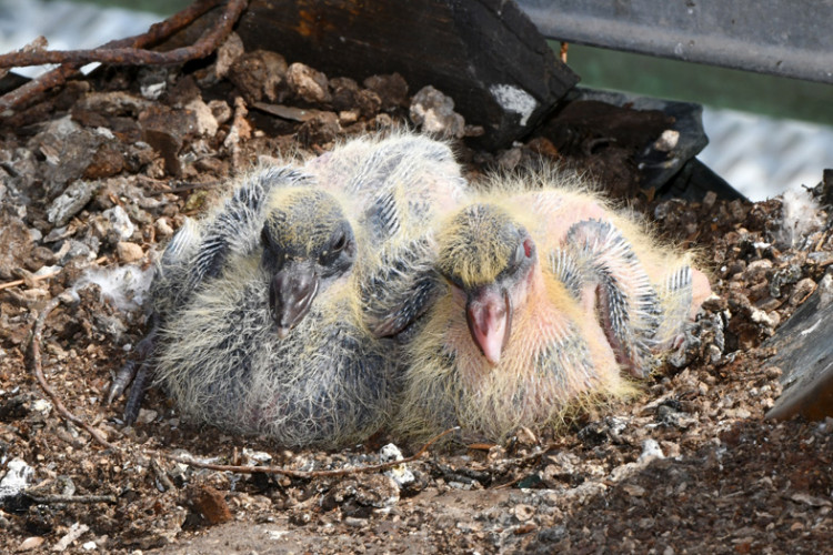 Budějce od Milana Bindera