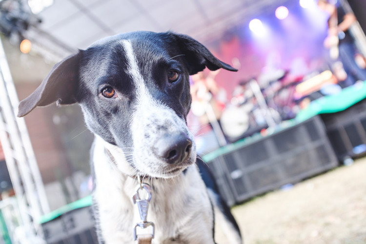 Dva dny života pod topolovým hájkem