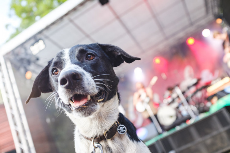 Dva dny života pod topolovým hájkem