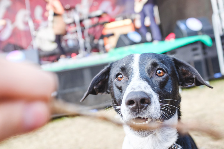 Dva dny života pod topolovým hájkem