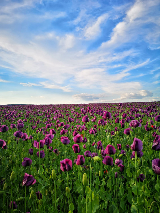 Jsem amatér, fotím si jen pro radost, říká známý Budějčák Tomáši Fotím Nakaši