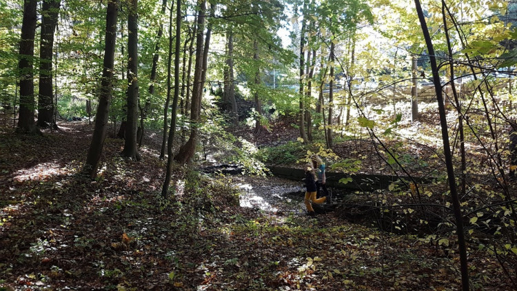 Skauti vyčistili les v Lidových sadech