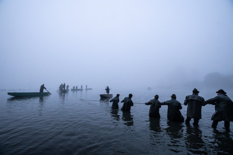 Výlov rybníku Bezdrev