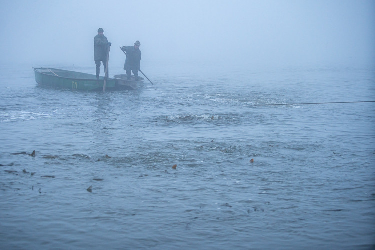 Výlov rybníku Bezdrev