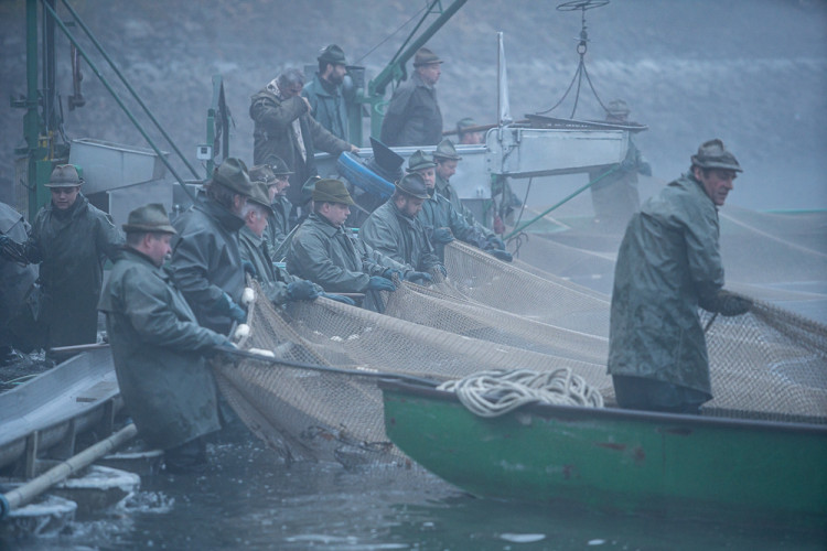 Výlov rybníku Bezdrev