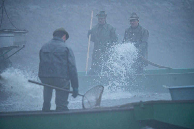 Výlov rybníku Bezdrev