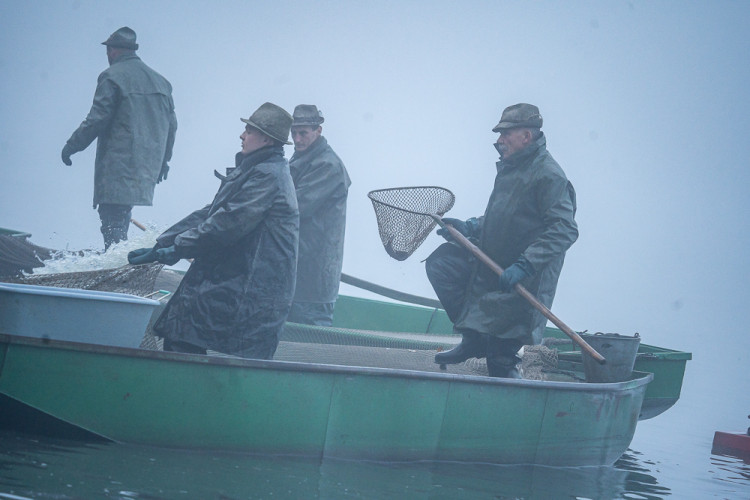 Výlov rybníku Bezdrev