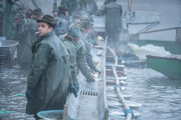 Výlov rybníku Bezdrev