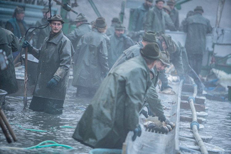 Výlov rybníku Bezdrev