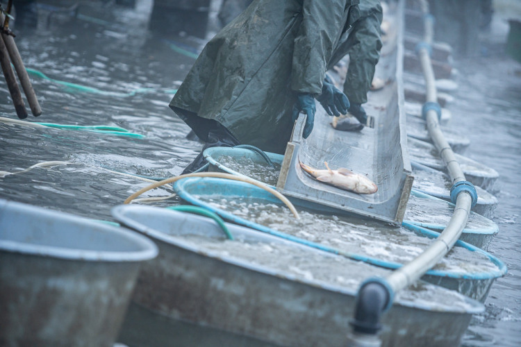 Výlov rybníku Bezdrev